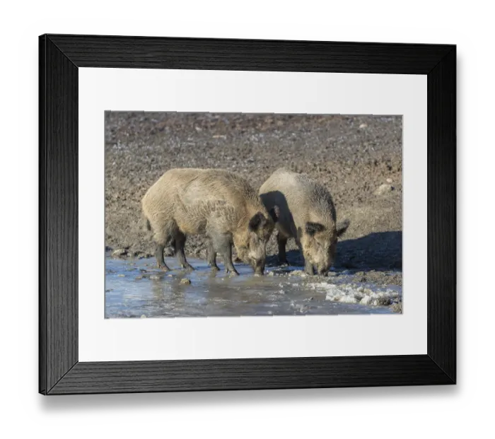 Framed Print : Wild boar or wild pig (Sus scrofa), walking on ice