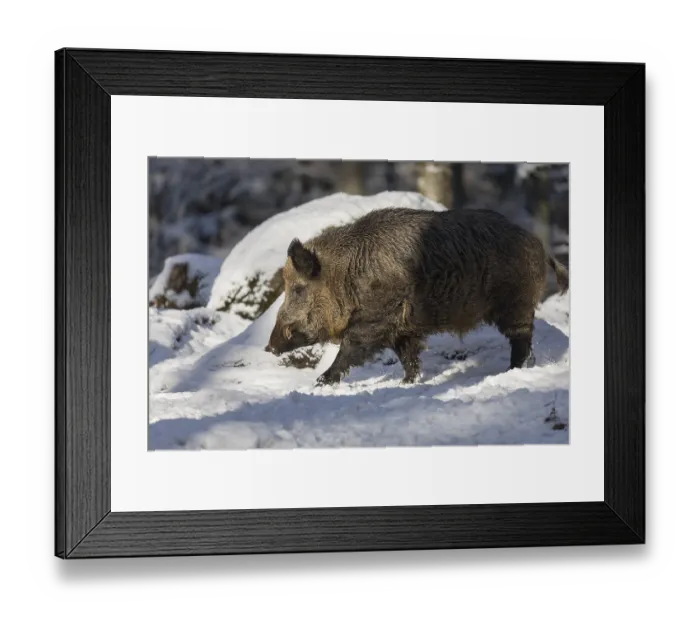 Framed Print : Wild boar or wild pig (Sus scrofa) Framed Print : Wild boar or wild pig (Sus scrofa)