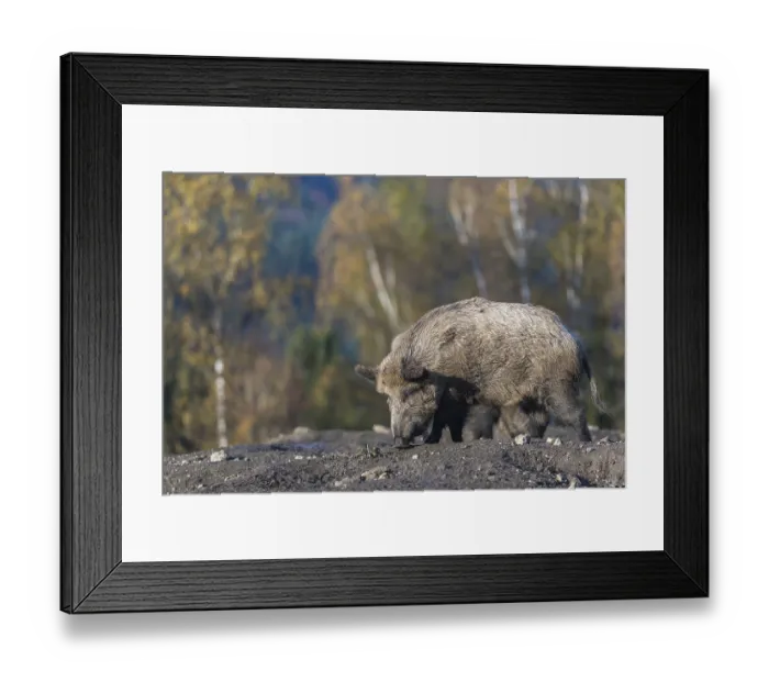 Framed Print : One wild boar or wild pig (Sus scrofa)