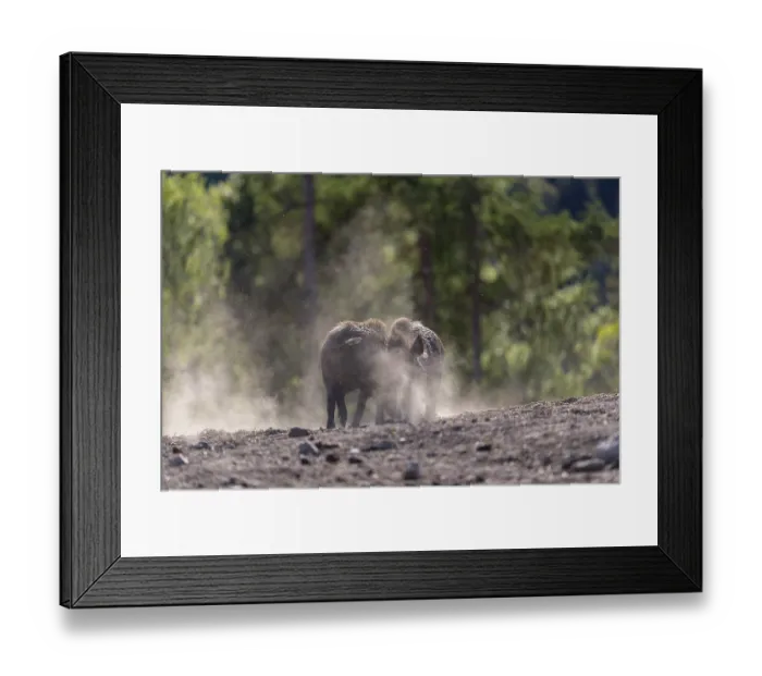 Framed Print : Two wild boar or wild pig (Sus scrofa) fighting on an opening with a green forest in the background Framed Print : Two wild boar or wild pig (Sus scrofa) fighting on an opening with a green forest in the background