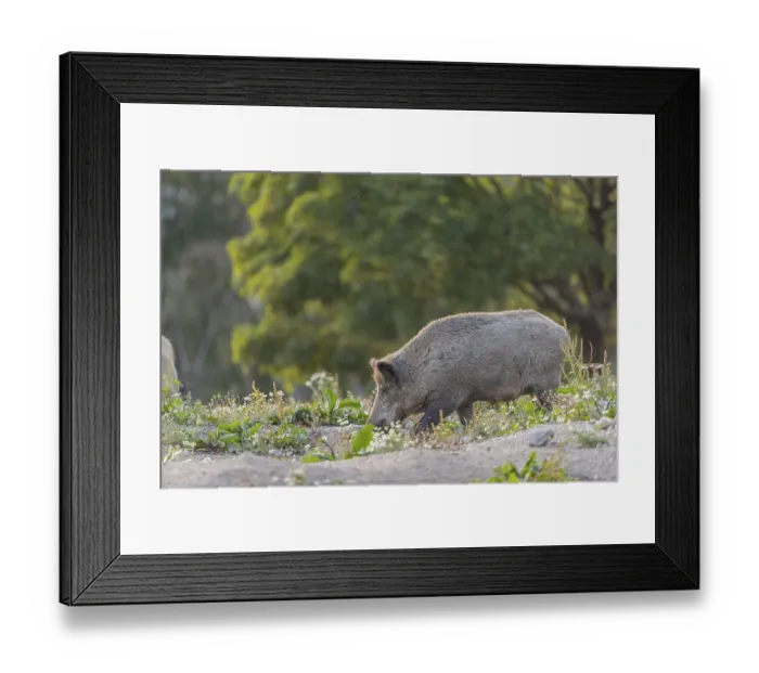 Framed Print : One adult wild boar or wild pig (Sus scrofa)