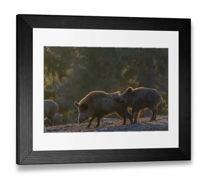 Framed Print : Two wild boar or wild pig (Sus scrofa) play fighting on an opening Framed Print : Two wild boar or wild pig (Sus scrofa) play fighting on an opening