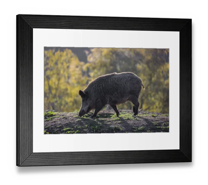 Framed Print : One wild boar or wild pig (Sus scrofa) walks over a hilly opening Framed Print : One wild boar or wild pig (Sus scrofa) walks over a hilly opening