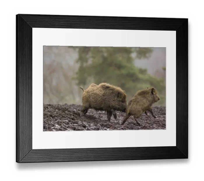 Framed Print : Two wild boars or wild pigs (Sus scrofa) fight in a clearing on a foggy day