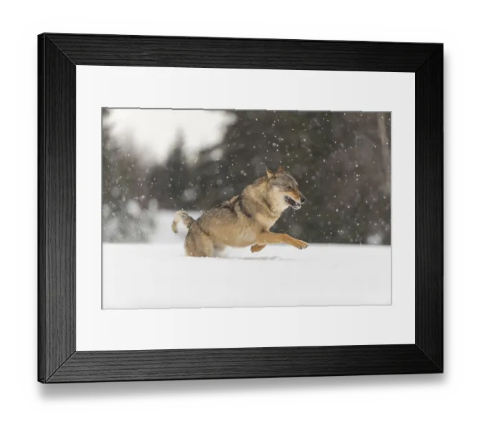 Framed Print : One male eurasian gray wolf (Canis lupus lupus) running thru deep snow during snow fall Framed Print : One male eurasian gray wolf (Canis lupus lupus) running thru deep snow during snow fall