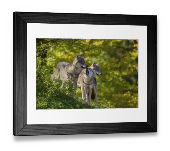 Framed Print : Three eurasian gray wolves (Canis lupus lupus) stand on a hill Framed Print : Three eurasian gray wolves (Canis lupus lupus) stand on a hill