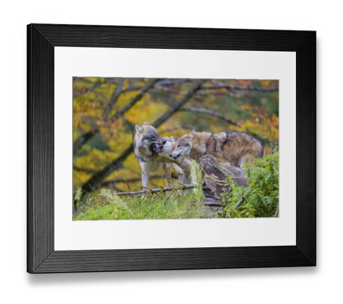 Framed Print : Three eurasian gray wolves (Canis lupus lupus) meet on a hill