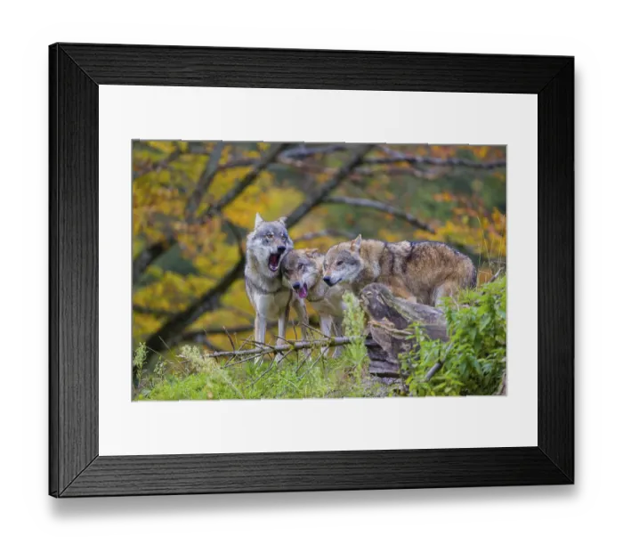 Framed Print : Three eurasian gray wolves (Canis lupus lupus) meet on a hill