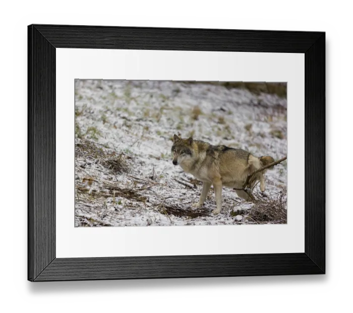Framed Print : One eurasian gray wolf (Canis lupus lupus) stands on a snowy meadow in an open forest and marks his area