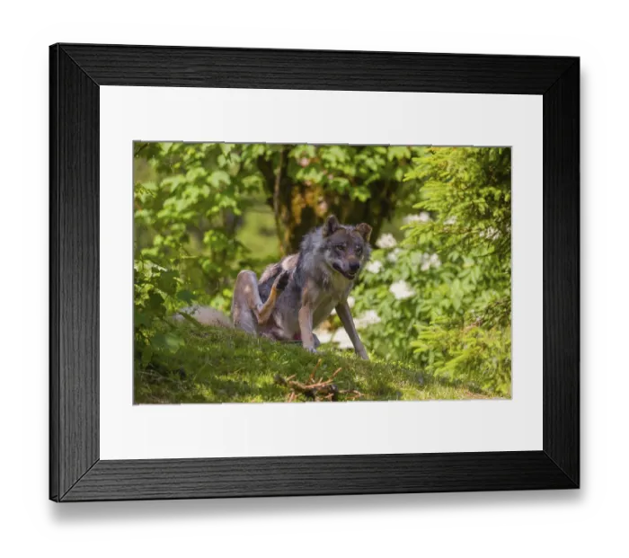 Framed Print : An adult male Eurasian gray wolf (Canis lupus lupus) Framed Print : An adult male Eurasian gray wolf (Canis lupus lupus)