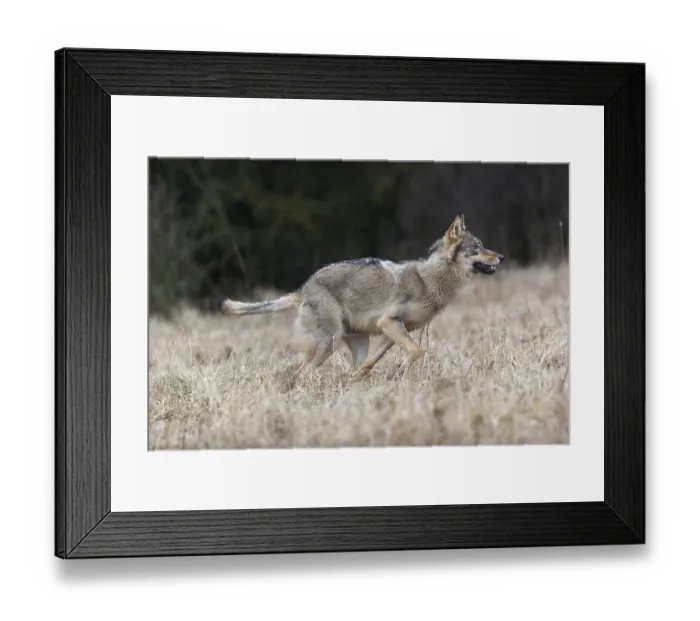 Framed Print : One young male eurasian gray wolf (Canis lupus lupus) running over a meadow