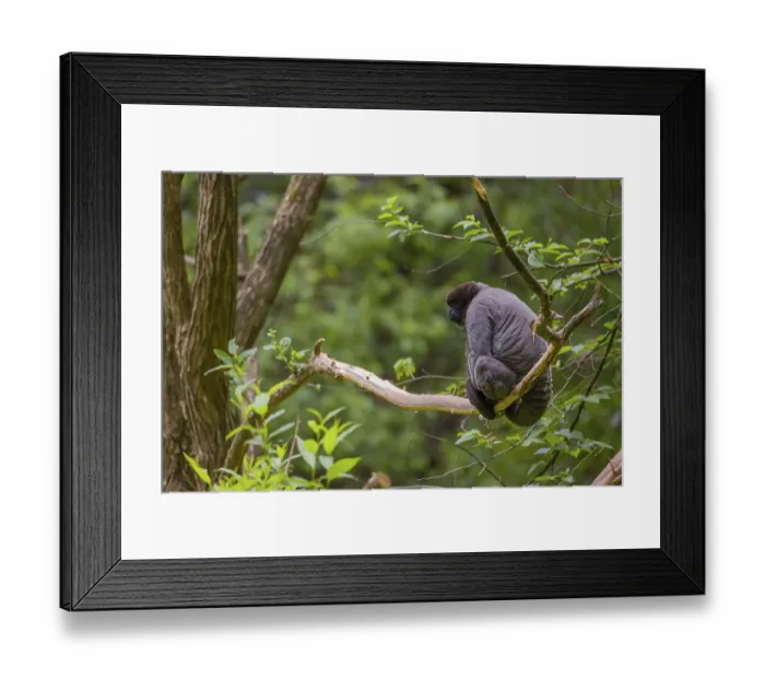 Framed Print : A common woolly monkey, brown woolly monkey Framed Print : A common woolly monkey, brown woolly monkey