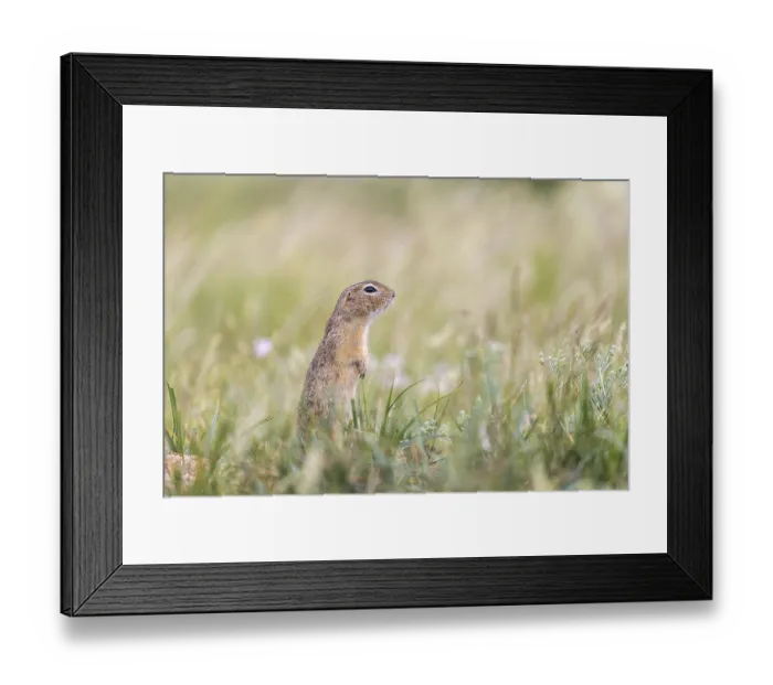 Framed Print : One European ground squirrel (Spermophilus citellus)
