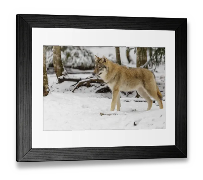 Framed Print : A young grey wolf (Canis lupus lupus) stands on the snow-covered forest floor on a cold Framed Print : A young grey wolf (Canis lupus lupus) stands on the snow-covered forest floor on a cold