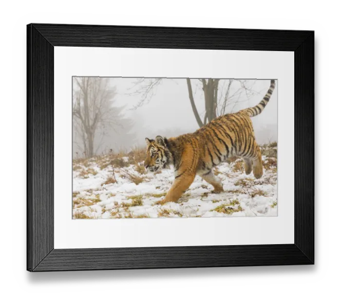 Framed Print : One young Siberian Tiger, Panthera tigris altaica