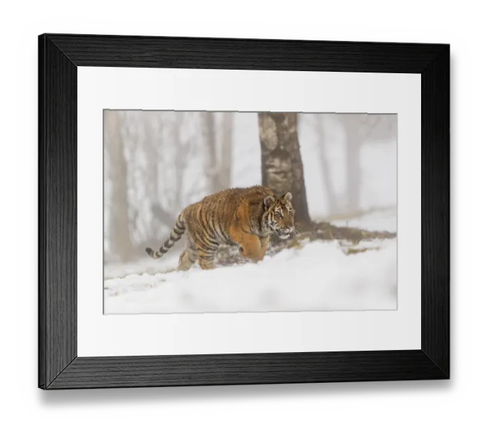 Framed Print : One young Siberian Tiger, Panthera tigris altaica