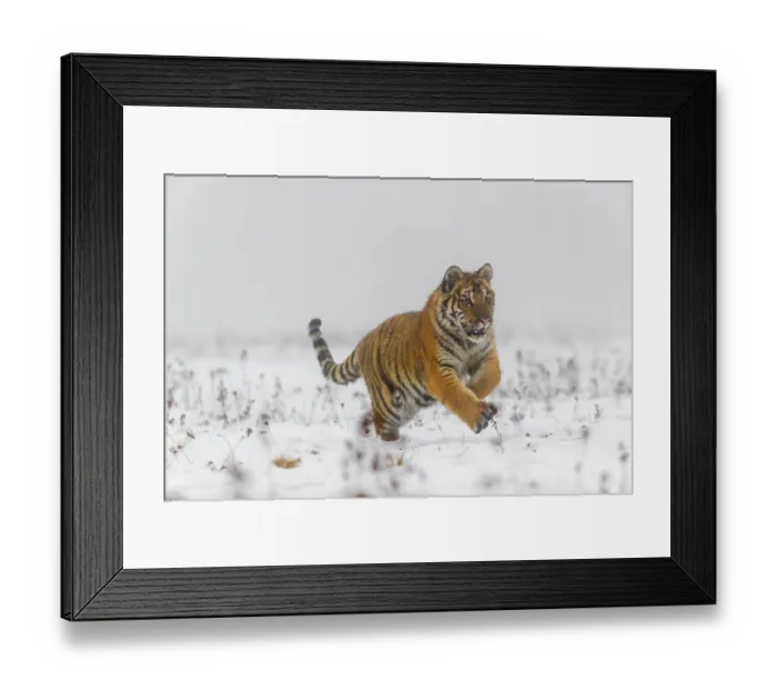 Framed Print : One young Siberian Tiger, Panthera tigris altaica Framed Print : One young Siberian Tiger, Panthera tigris altaica
