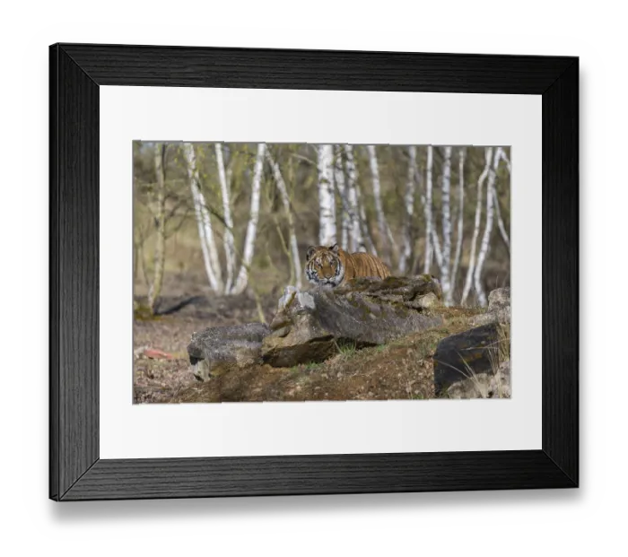 Framed Print : One young female Siberian Tiger