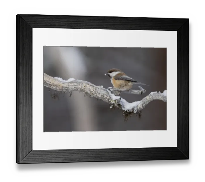 Framed Print : Grey-headed chickadee (Poecile cinctus)