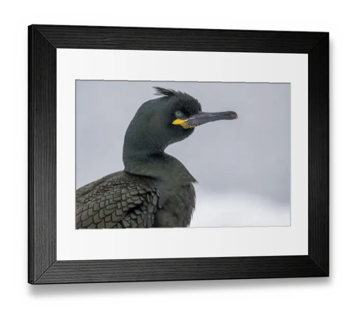 Framed Print : Common shag (Phalacrocorax aristotelis)