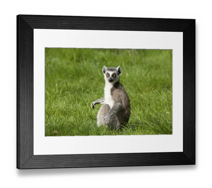 Framed Print : Ring-tailed lemur (Lemur catta) Framed Print : Ring-tailed lemur (Lemur catta)