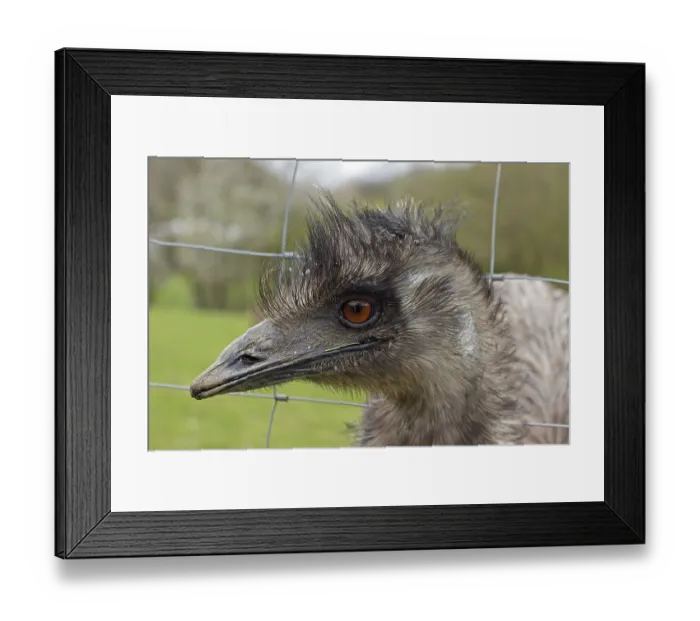Framed Print : Emu (Dromaius novaehollandiae) looking through wire fence