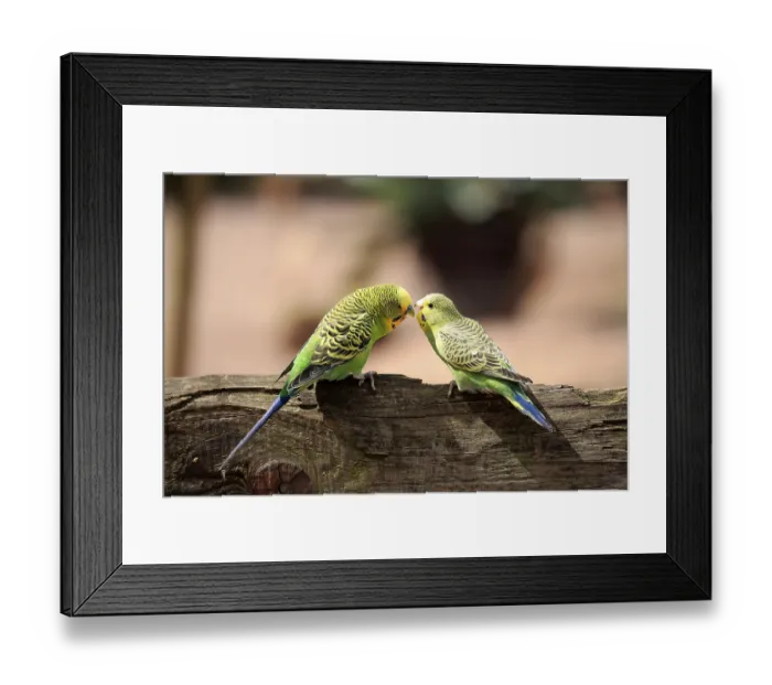 Framed Print : Budgerigar (Melopsittacus undulatus) Framed Print : Budgerigar (Melopsittacus undulatus)