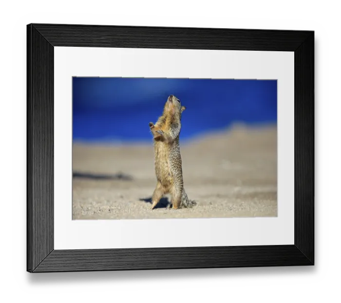 Framed Print : California Ground Squirrel (Citellus beecheyi)