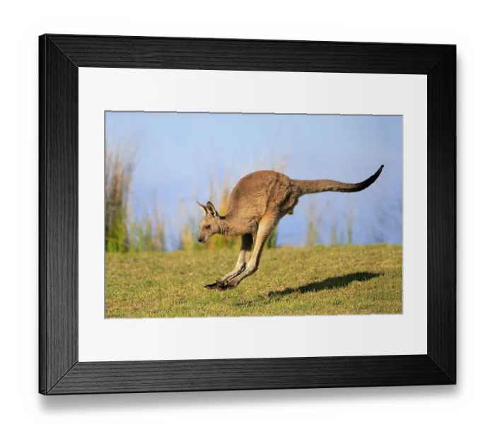 Framed Print : Eastern grey kangaroo (Macropus giganteus) Framed Print : Eastern grey kangaroo (Macropus giganteus)