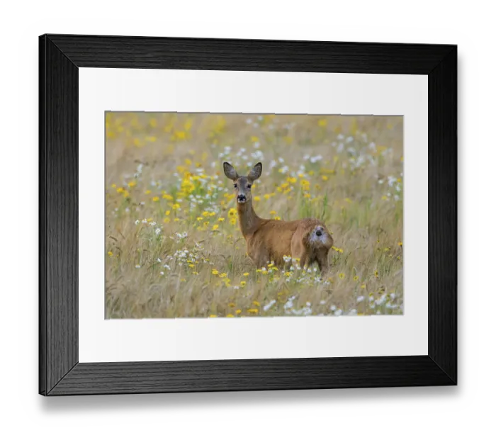 Framed Print : European roe deer (Capreolus capreolus) Framed Print : European roe deer (Capreolus capreolus)