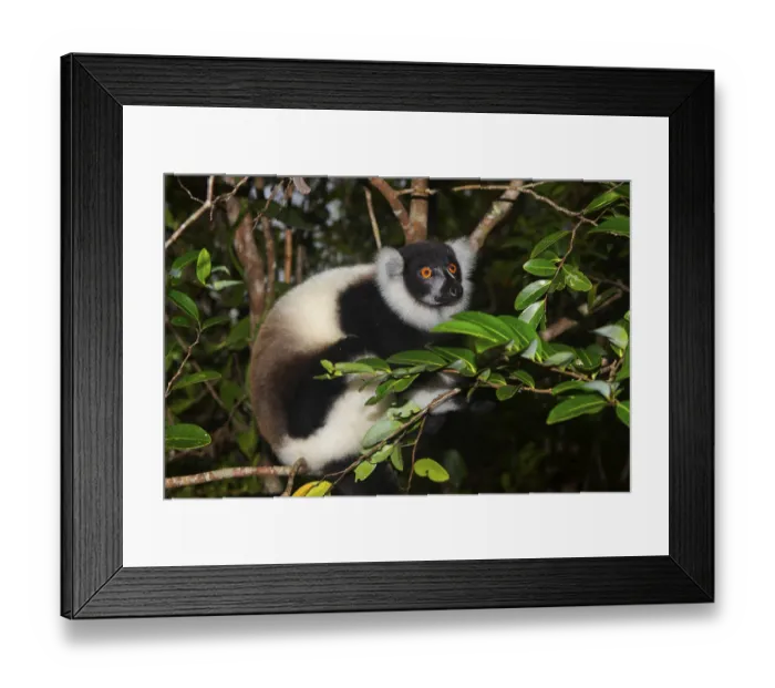 Framed Print : Black-and-white ruffed lemur (Varecia variegata) on tree Framed Print : Black-and-white ruffed lemur (Varecia variegata) on tree