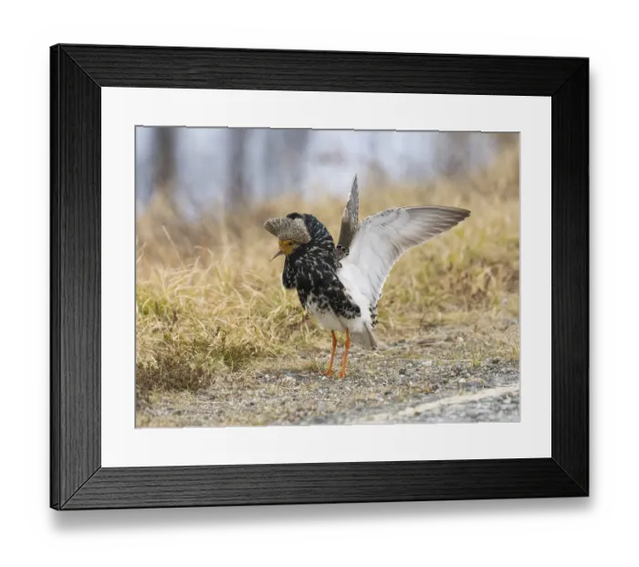 Framed Print : Ruff (Calidris pugnax) male in breeding plumage displaying at lek
