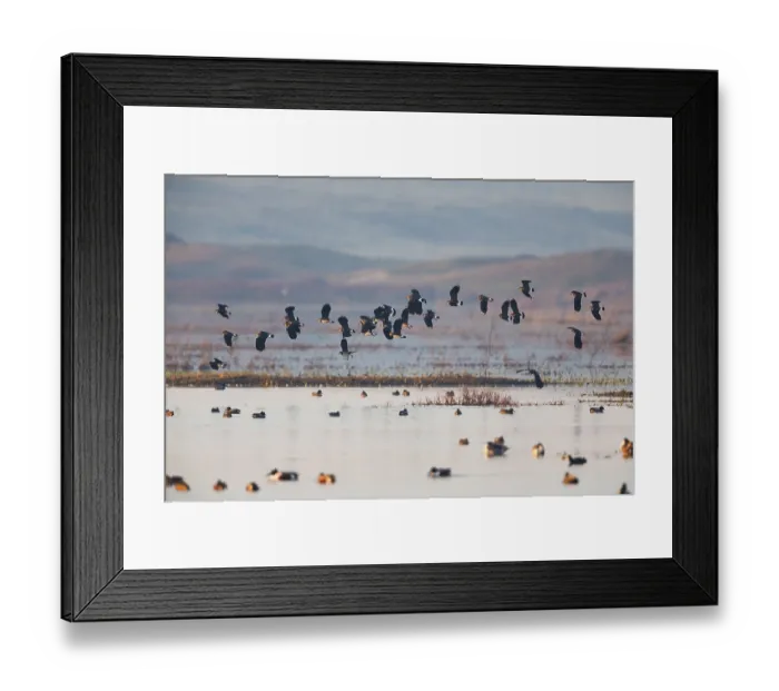 Framed Print : Northern Lapwing (Vanellus vanellus)