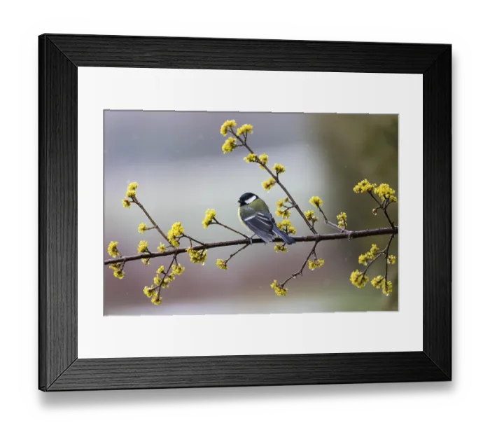 Framed Print : Great Tit (Parus major), adult male