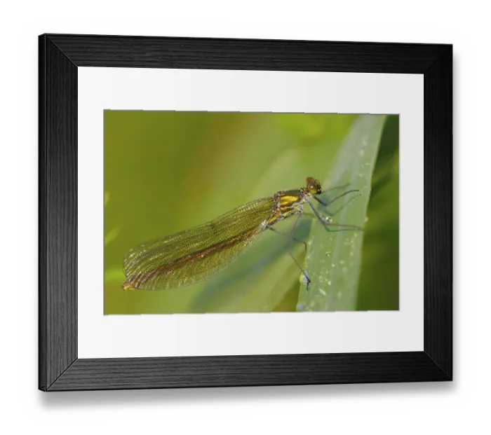 Framed Print : Banded damselfly, female, resting Framed Print : Banded damselfly, female, resting