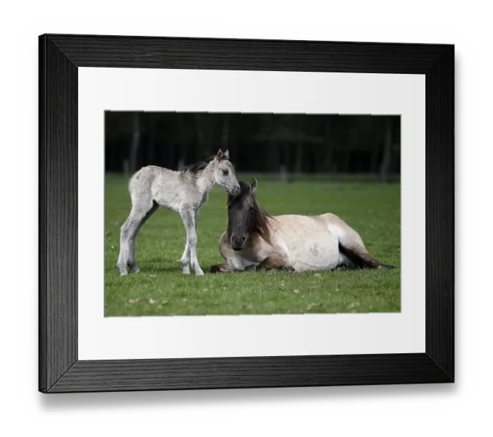Framed Print : Wild Horse Duelmen, Foal, Duelmen