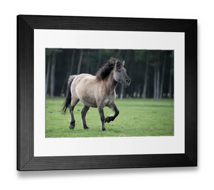 Framed Print : Wild Horse Duelmen, Duelmen, North Rhine-Westphalia
