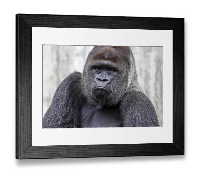 Framed Print : Western lowland gorilla (Gorilla gorilla) Framed Print : Western lowland gorilla (Gorilla gorilla)