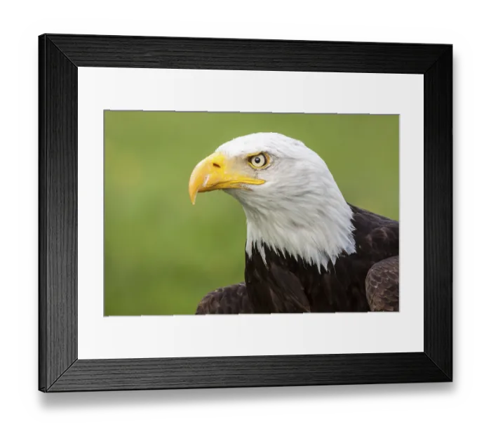 Framed Print : Bald Eagle (Haliaeetus leucocephalus) Framed Print : Bald Eagle (Haliaeetus leucocephalus)