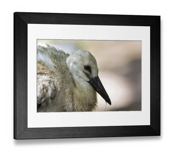 Framed Print : White Stork (Ciconia ciconia), chick in nest
