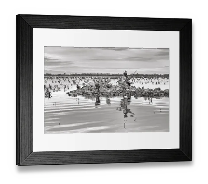 Framed Print : Dalmatian pelicans (Pelecanus crispus) on an island in Lake Kerkini