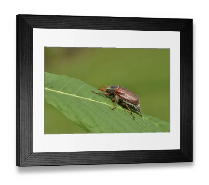 Framed Print : Wood cockchafer (Melolontha hippocastani)