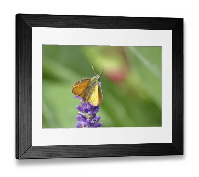 Framed Print : Large skipper (Ochlodes venatus)