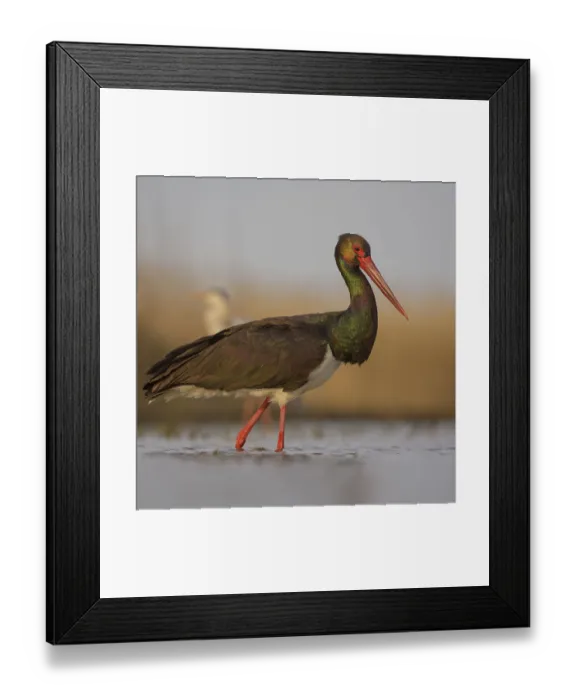 Framed Print : Black stork (Ciconia nigra), hunting for fish Framed Print : Black stork (Ciconia nigra), hunting for fish