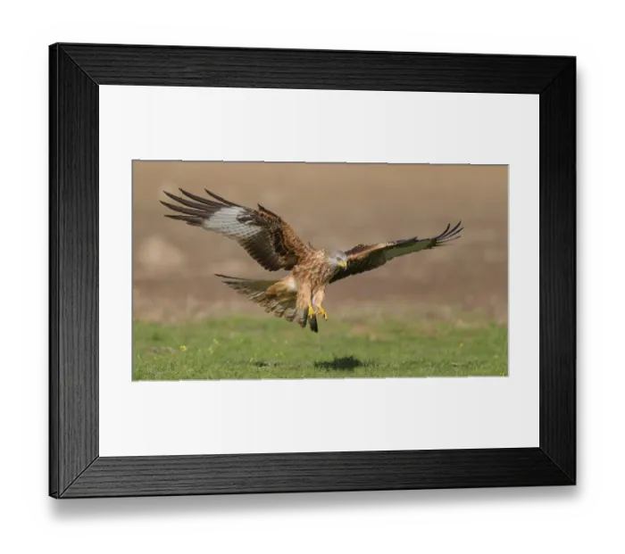 Framed Print : Red kite (Milvus milvus), in flight landing in a meadow Framed Print : Red kite (Milvus milvus), in flight landing in a meadow