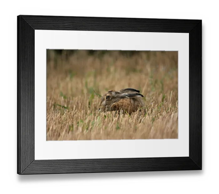 Framed Print : European Hare or Brown Hare (Lepus europaeus) in a stubble field