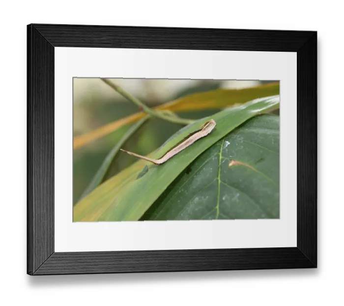 Framed Print : Caterpillar of the purple mort bleu butterfly (Eryphanis polyxena)