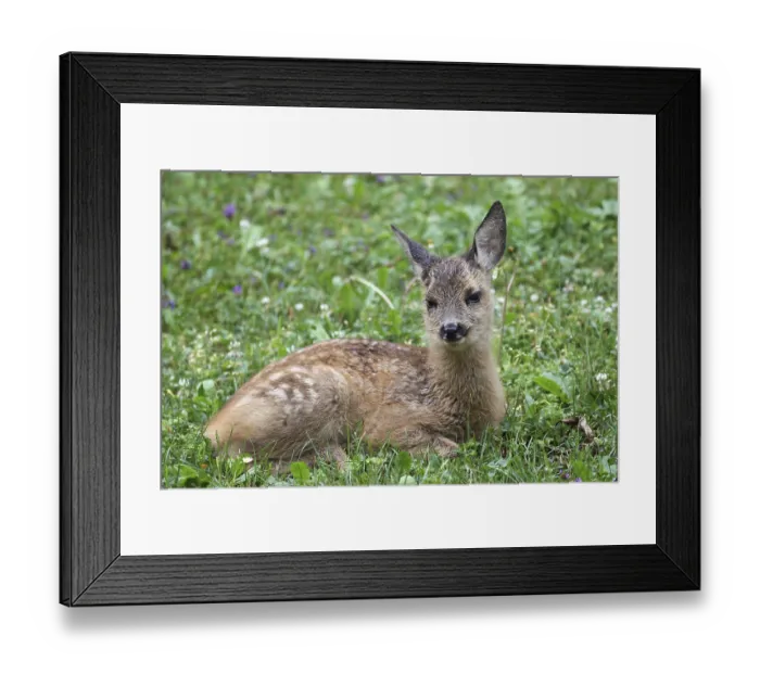 Framed Print : Roe deer (Capreolus capreolus) Framed Print : Roe deer (Capreolus capreolus)