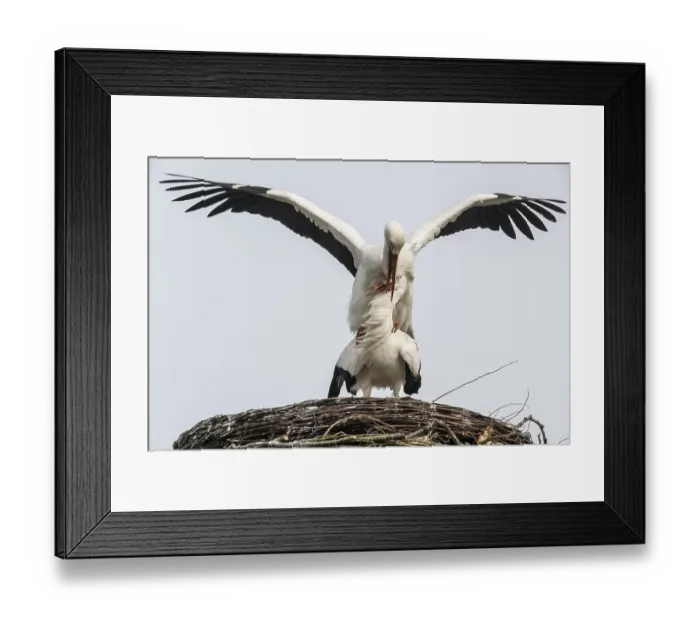 Framed Print : White storks (Ciconia ciconia)