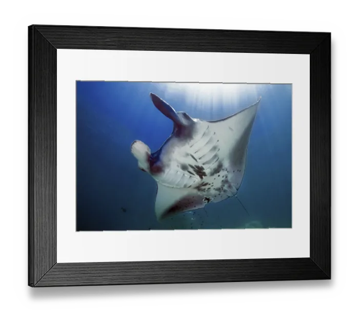 Framed Print : Giant ray (Manta) plankton eater in backlight under sea surface above sun